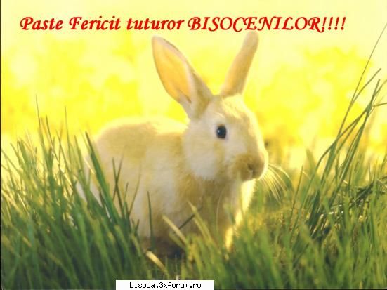 fie ca lumina invieri domnului sa va lumineze casele si fericit tuturor din partea familiei nicu.