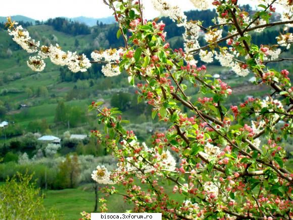 ~~~~~Poze noi~~~~` - Flori de .....mar, cred - Fotografii din Bisoca si din imprejurimi.