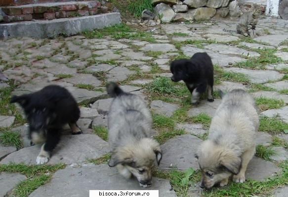 patru catelusi prieteni cu un motan ~~~~~poze noi~~~~`