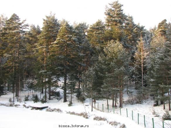despre foto. - Deocamdata ma opresc . Daca va plac si daca nu - Fotografii din Bisoca si din imprejurimi.